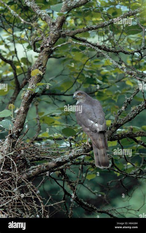 Eurasian Sparrowhawk (Accipiter nisus) at nest Stock Photo - Alamy