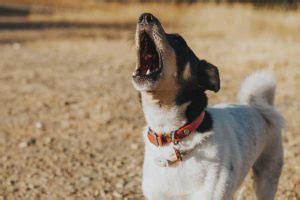 Excessive Dog Barking: How to Stop It | Dog Training Nation