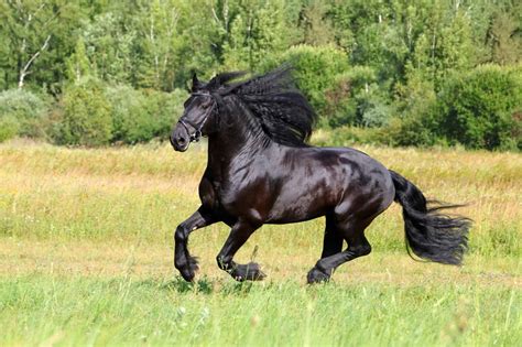 5 Horse Breeds That Have Unique Manes