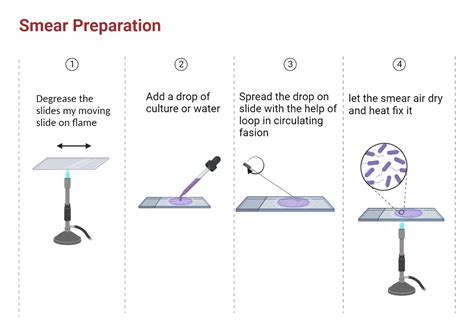 Smear preparation - Its Procedure in Easy Steps - Microbial notes