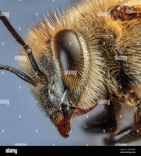 Honey Bee Close Up, Apis Sp Stock Photo - Alamy