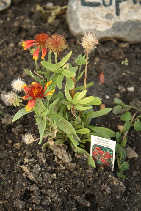 Green Girly: Zone 3 Flowers: Gaillardia