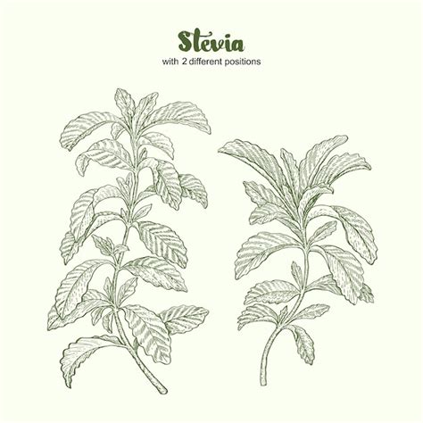 Premium Vector | Collection of stevia. Stevia plant and leaves. Stevia ...