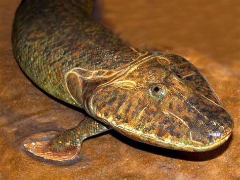 Tiktaalik - Alchetron, The Free Social Encyclopedia