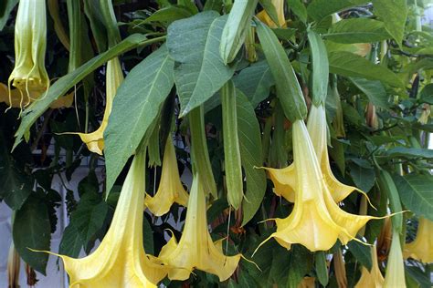 Purple Angel Trumpet Plant Care - None the less, their common names are both angel trumpets.