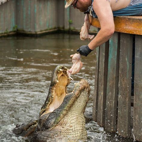 Shows | Gatorland | Orlando Florida Family Adventure Theme Park