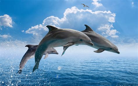 Sea Dolphins characteristics & classification. Information about types of dolphins