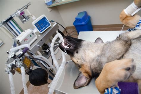 Dog Anesthesia: How Safe Is It and What Pet Owners Must Be Aware Of