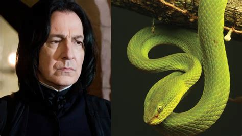 Scientists Named This Newly-Discovered Snake After Slytherin