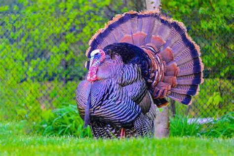 Understanding the Spring Turkey Season in North America - CoolBot