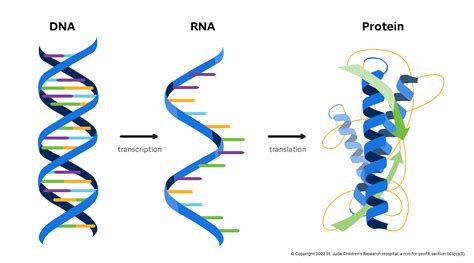 The Central Dogma | Introduction to Genomics for Engineers