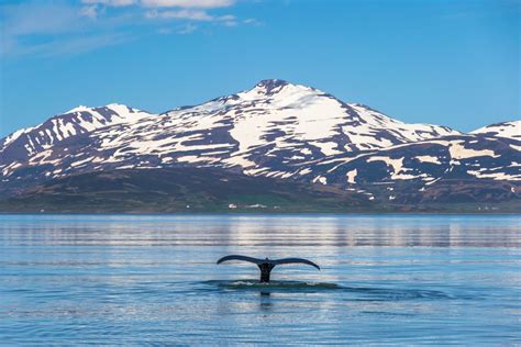 Marine Wildlife of Alaska Photo Safari