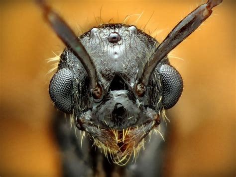 View topic - ant head (images added) | Ants, Macro photos, Macro and micro