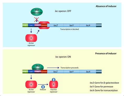 Lac Operon Diagram Labeled