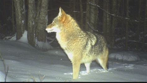 New coyote-wolf hybrid takes hold in Maine | newscentermaine.com