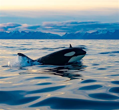 Insights from an Orca Expert | Hopkins Press