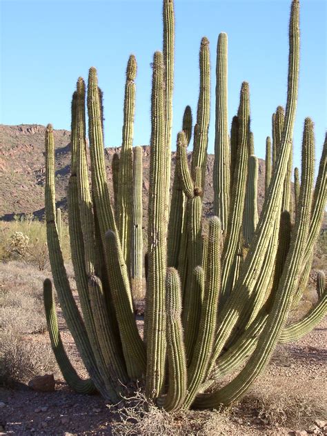 Organ-pipe cactus | Description, Distribution, & Facts | Britannica