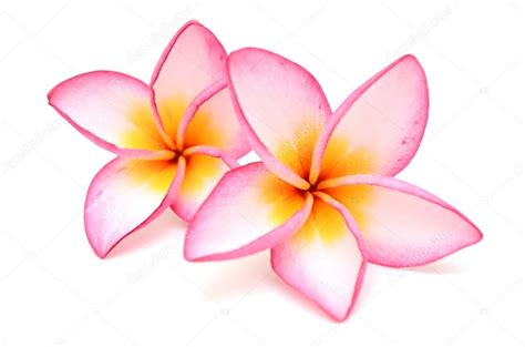 Plumeria rubra isolated on white background Stock Photo by ©book_jade ...