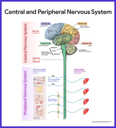 Human Autonomic Nervous System Anatomical Chart Anato - vrogue.co