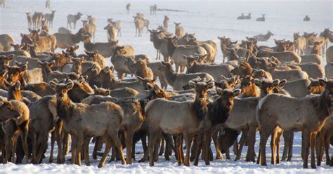 National Elk Refuge - Jackson Hole, Wyoming