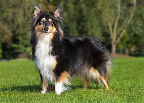 Medium Sized Big Hairy Dog Breeds - Get Images