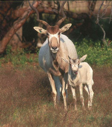 ADDAX-WITH CALF – The Wildlife Conservation Center