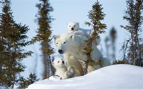 Polar bears, family, trees, snow 1920x1200 , polar bear family HD ...