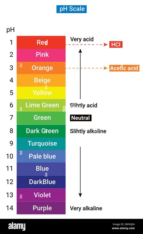 pH of Samples Experiment : Color of universal indicator paper Stock Vector Image & Art - Alamy