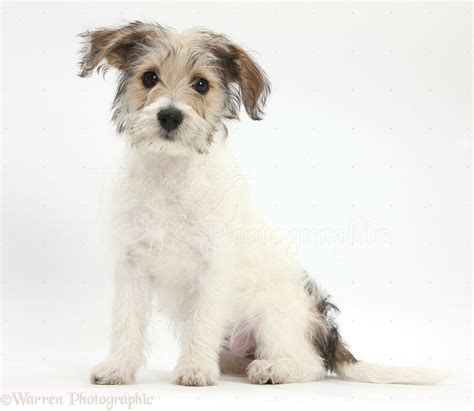 88+ Bichon Frise Jack Russell Terrier Mix - l2sanpiero