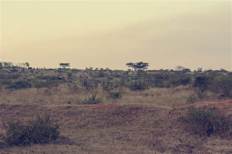 Spectacular Landscape of Savannah Covering Hills during Dry Season. Stock Image - Image of ...