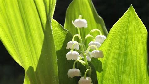 Muguet Images – Browse 58,682 Stock Photos, Vectors, and Video | Adobe Stock