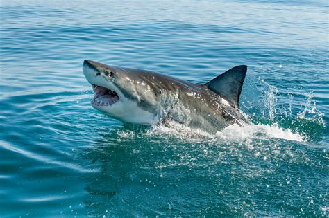 Here's How Common Shark Attacks Are in the U.S. | TIME