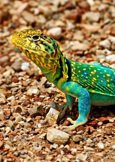 35 Most Colorful Animals in the World (Mammals, Birds, Insects, Reptiles...) - Everywhere Wild