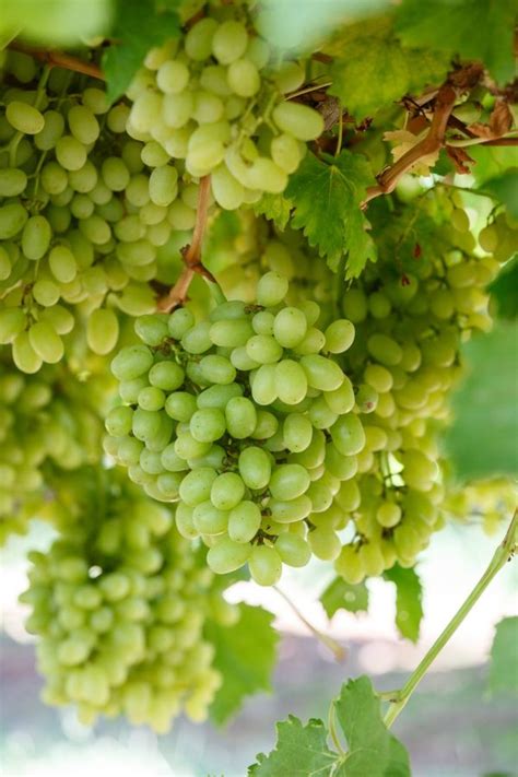 THOMPSON SEEDLESS - Australian Table Grape Association