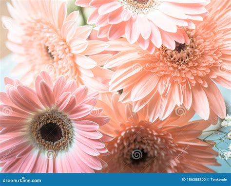 Pink Gerbera Daisy Flowers Bouquet Stock Photo - Image of bloom ...