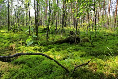 Green swamp with trees Free Photo Download | FreeImages