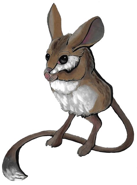 Jerboa! by CirylXD on DeviantArt