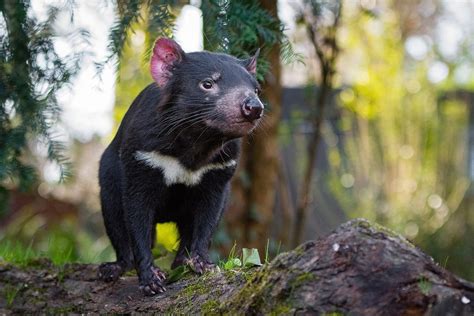 Tasmanian Devils Return to Australia After 3000 Years - InsideHook