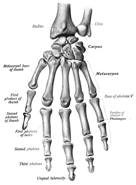 human hand bones - Bing Images | Human anatomy drawing, Hand bone anatomy, Anatomy