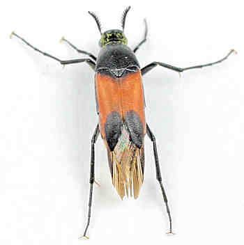 Ripiphoridae - Alchetron, The Free Social Encyclopedia