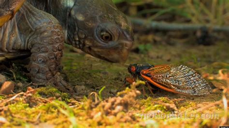 Cicada Time-Lapse Video By Samuel Orr Makes Insects Look Beautiful | HuffPost