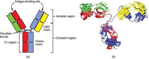 The Adaptive Immune Response: B-lymphocytes and Antibodies | Anatomy and Physiology