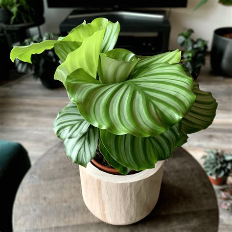 how to care for calathea ⋆ Leafy Life ⋆ Care instructions & guides