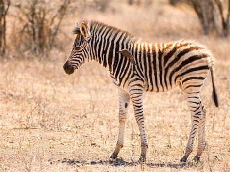 Baby zebra with oxpecker stock image. Image of south - 44975037