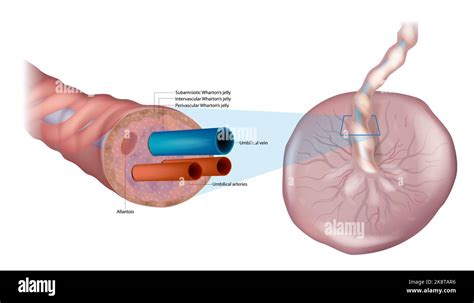 Anatomy of the umbilical cord. Cross-sectional diagram of human ...