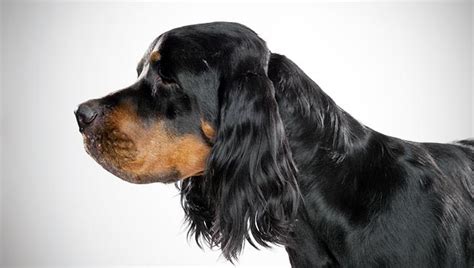 Gordon Setter : Dog Breed Selector : Animal Planet