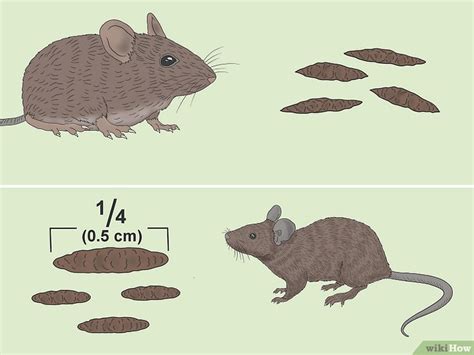 Field Mouse vs. House Mouse: 10 Major Differences