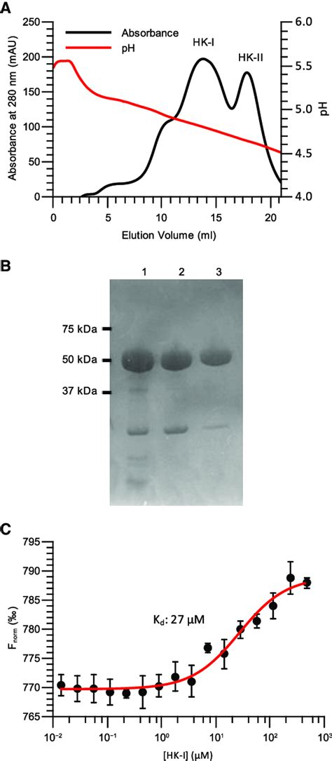 CHS allows for the formation of a stable VDAC-hexokinase complex. (A ...