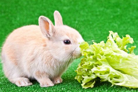 One cute bunny eating stock photo. Image of adorable - 13499418