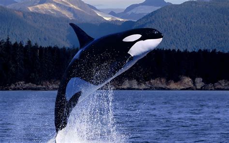 Orca Whale Wallpaper - WallpaperSafari